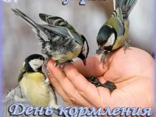 3 февраля отмечается Международный день кормления птиц.