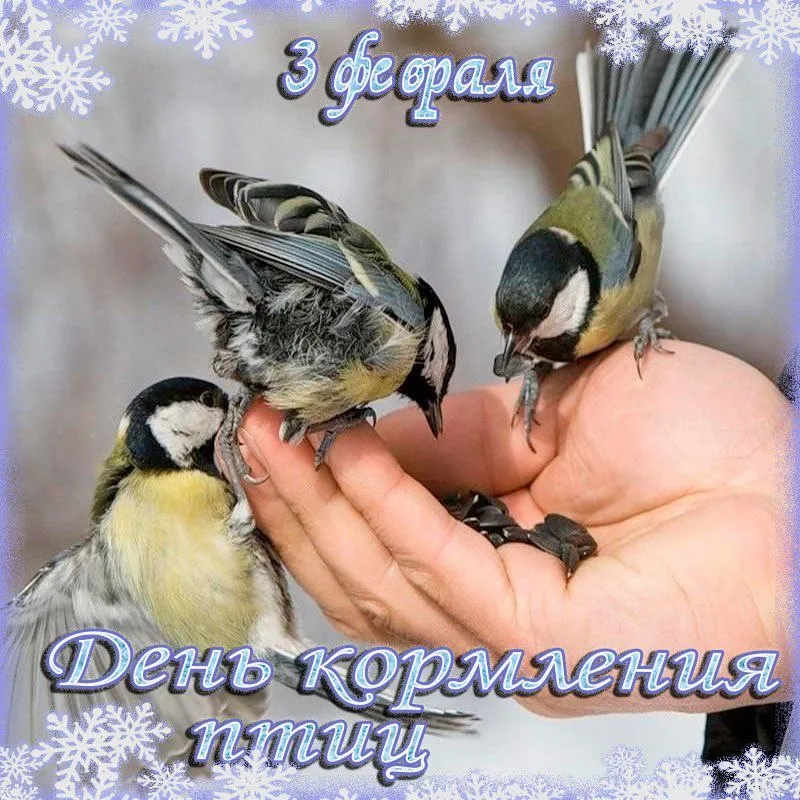 3 февраля отмечается Международный день кормления птиц.